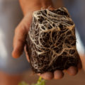 Wietplanten van onder water geven, dat kan ook!