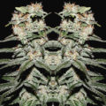 CBD Critical XXL