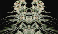 CBD Critical XXL