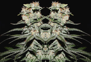 CBD Critical XXL