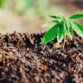 6 redenen waarom wietplanten soms nauwelijks groeien