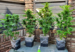 Buiten autoflowers kweken