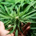 5 tips om je allermooiste sativa's te kweken