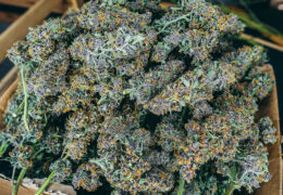 Runtz Muffin Keiharde Kleurige Snoepwiet Cnnbs Nl