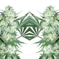 Bruce Banner Autoflower