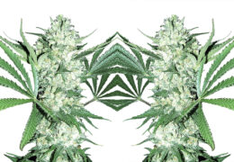 Runtz Muffin Keiharde Kleurige Snoepwiet Cnnbs Nl