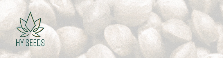 Frisian Dew Is Perfect Voor Het Nederlandse Klimaat Cnnbs Nl