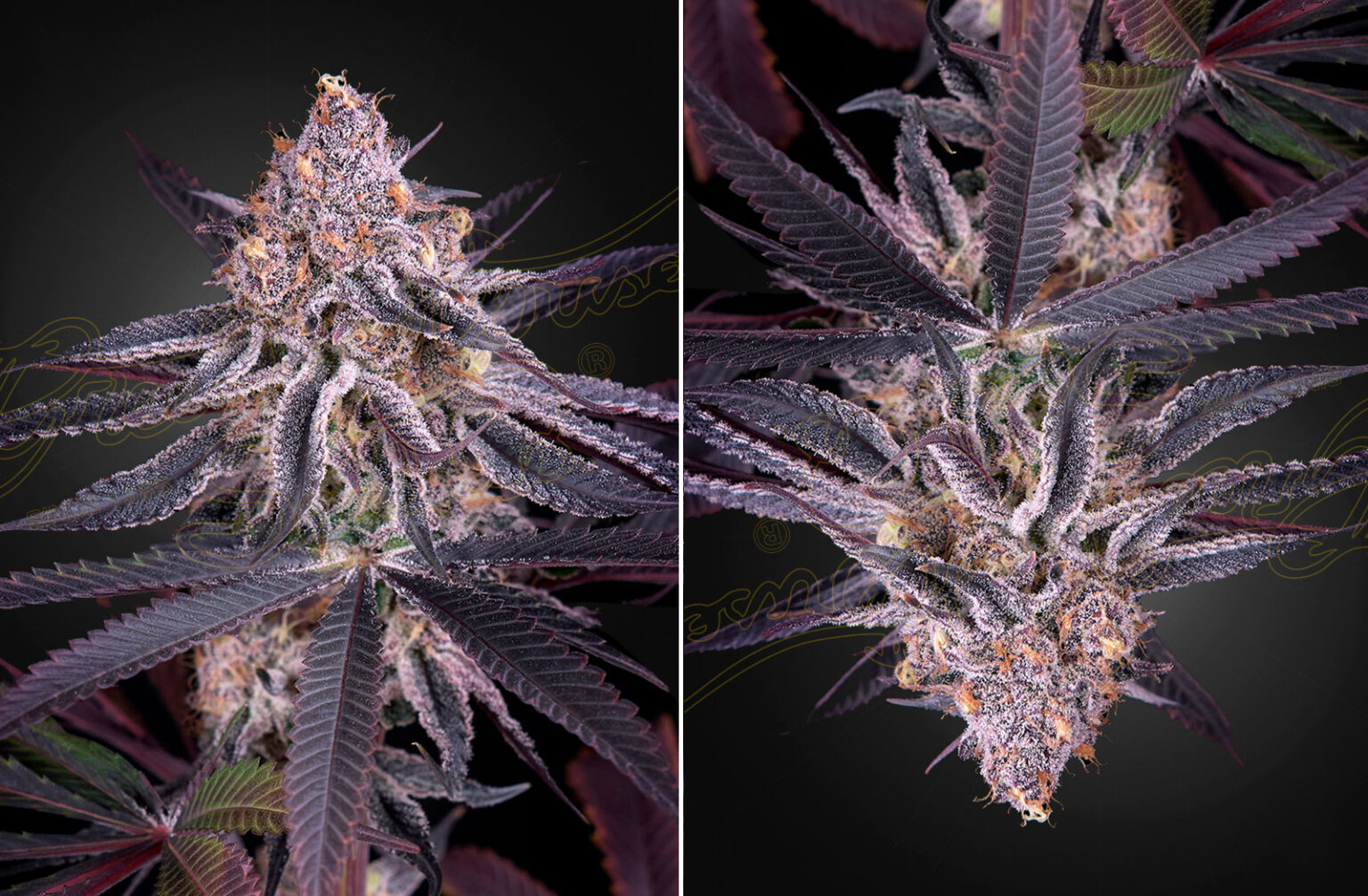 King's Juice, koninklijke cocktail van terpenen CNNBS.nl