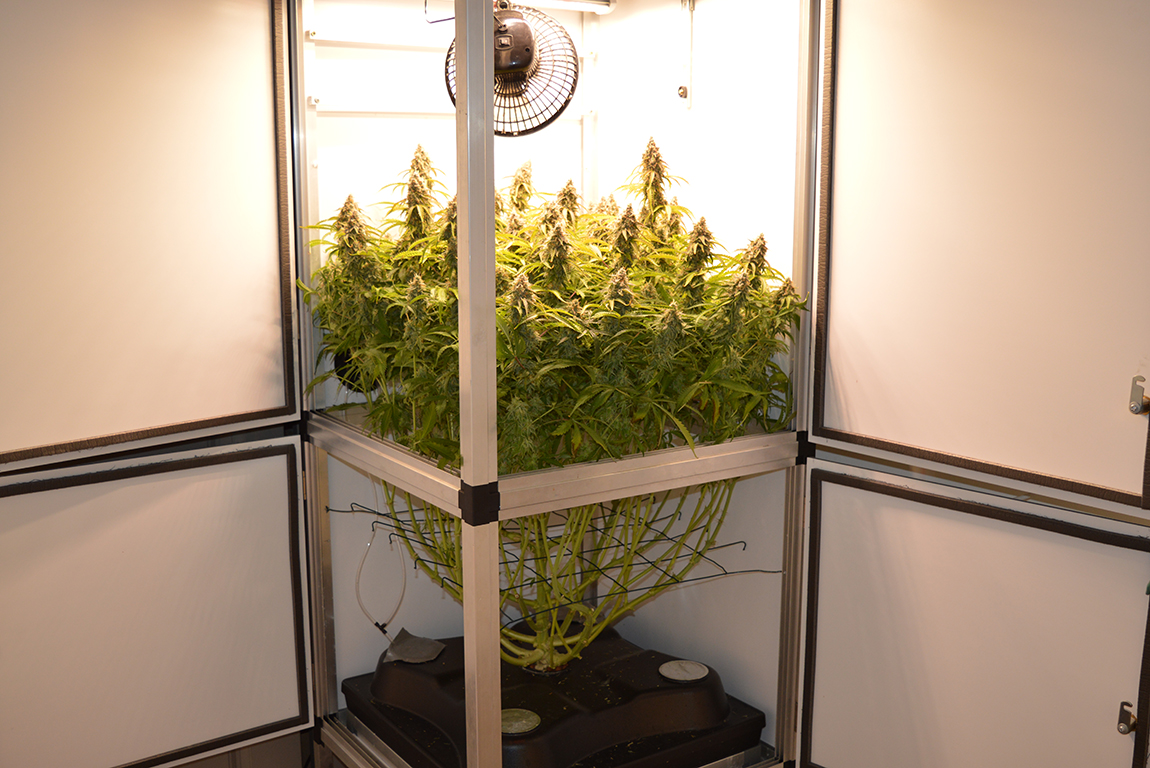 Auto Blancaneu binnen bij Dokter Groen