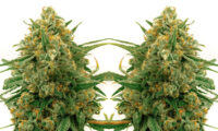 CBD Express Autoflower