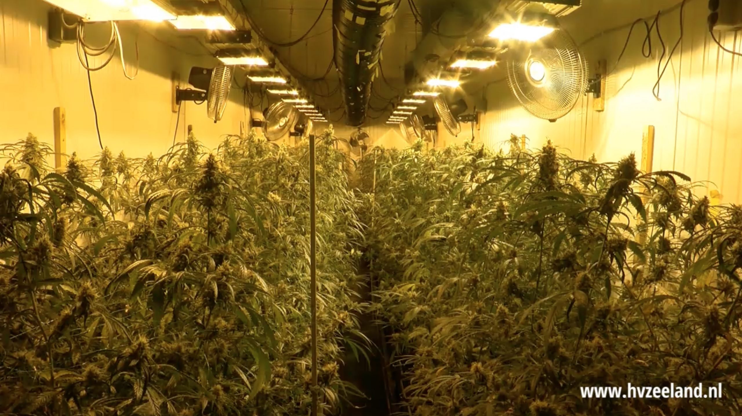 Zeeuw kweekt honderden wietplanten in verborgen ruimte