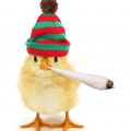 Wauw! Cannabinoïden al vanaf foetus cruciaal voor de mens