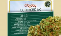 Dutch CBD AK