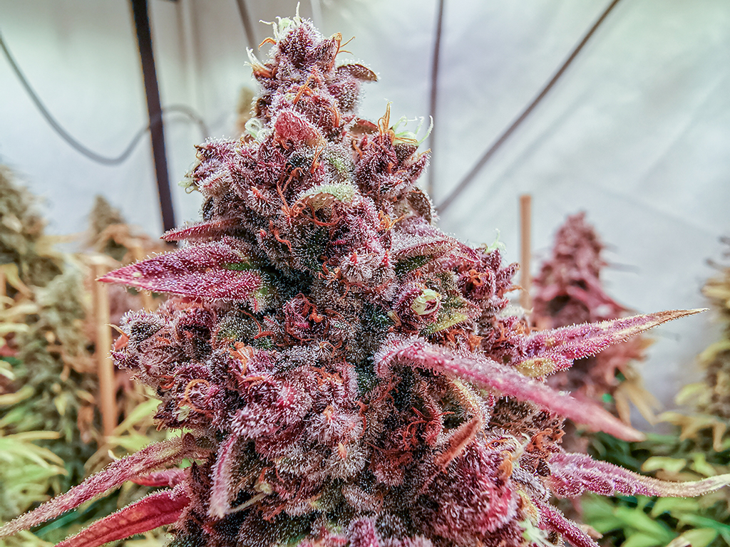 De dank buds van Bertjes Banana Krumble CNNBS.nl