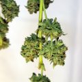 De knaktest: zo weet je of wiet droog genoeg is