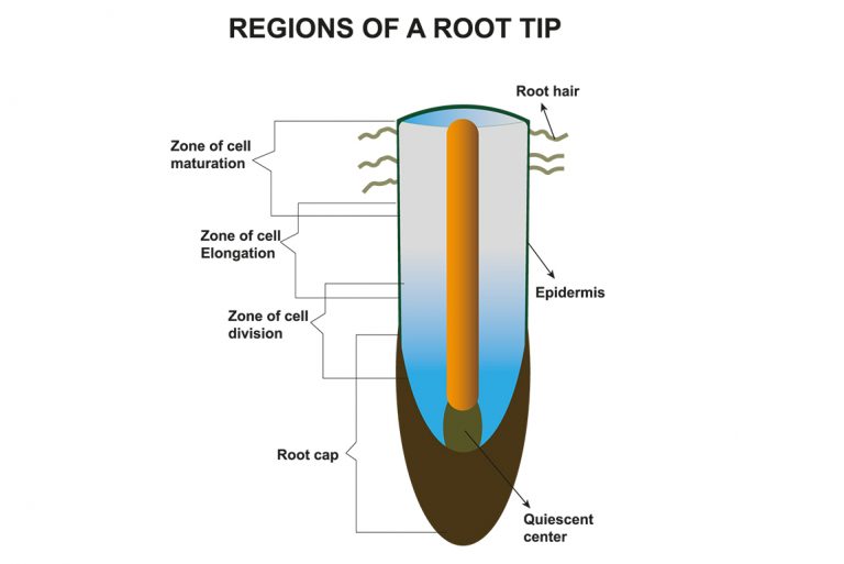 Root tip. A502 model root how.