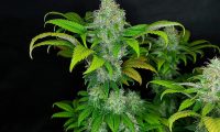 grapefruit superstar