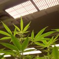Binnen kweken? Kies LED kweeklampen met de Watts per vierkante meter regel