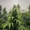 Zo hou je wietplanten op aarde groen tot aan hun dood
