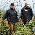 Record in Australië • Politie sloopt 19.082 planten a.k.a. 11.500 kilo wiet!