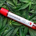 Cannabinoïden CBGA en CBDA in cannabis voorkomen coronabesmetting!