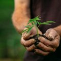 wat is de beste pot voor wietplanten
