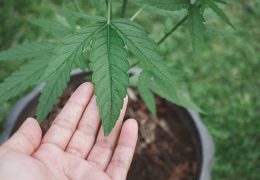 wietplanten afharden voor buiten