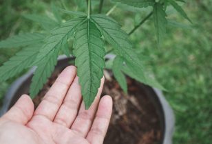 wietplanten afharden voor buiten