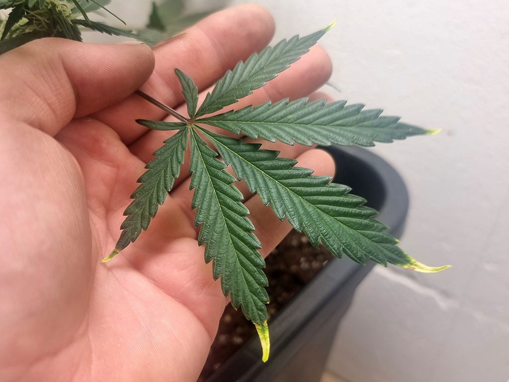 Verbrande bladpunten bij wiet door te veel voeding