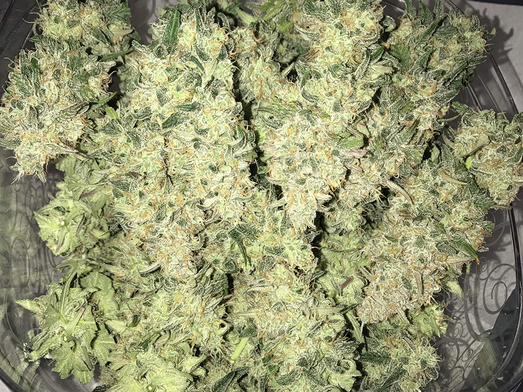 Auto Cheese NL wiet