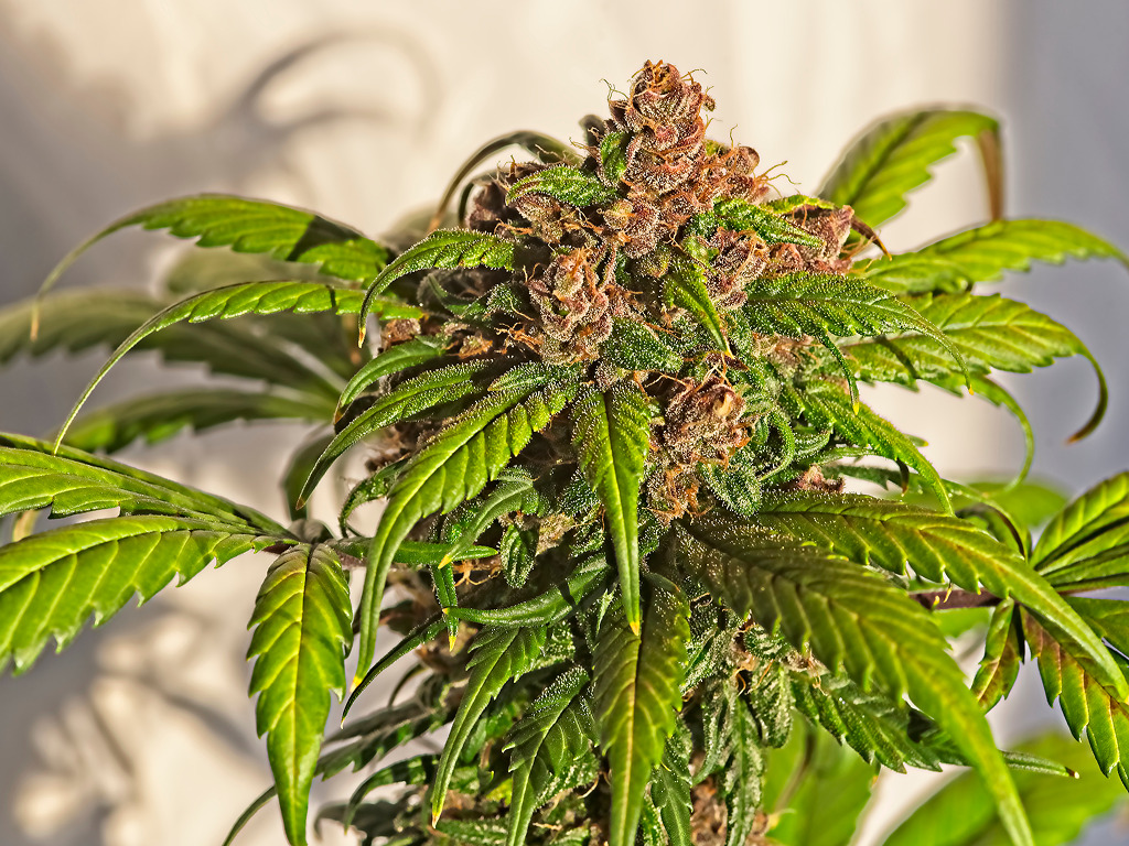 Autoflower wiet in de zon