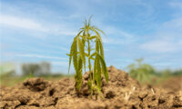 een wietplant die te droog staat