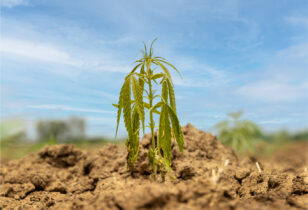 een wietplant die te droog staat