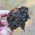 Wat mycorrhiza schimmels voor wietplanten doen