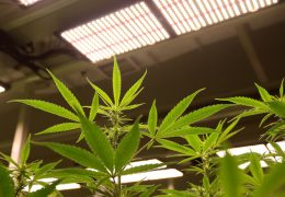 Wiet kweken voor beginners gaat het beste met LED