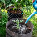 Wat zijn goede potten voor wietplanten, en hoe groot worden ze dan?