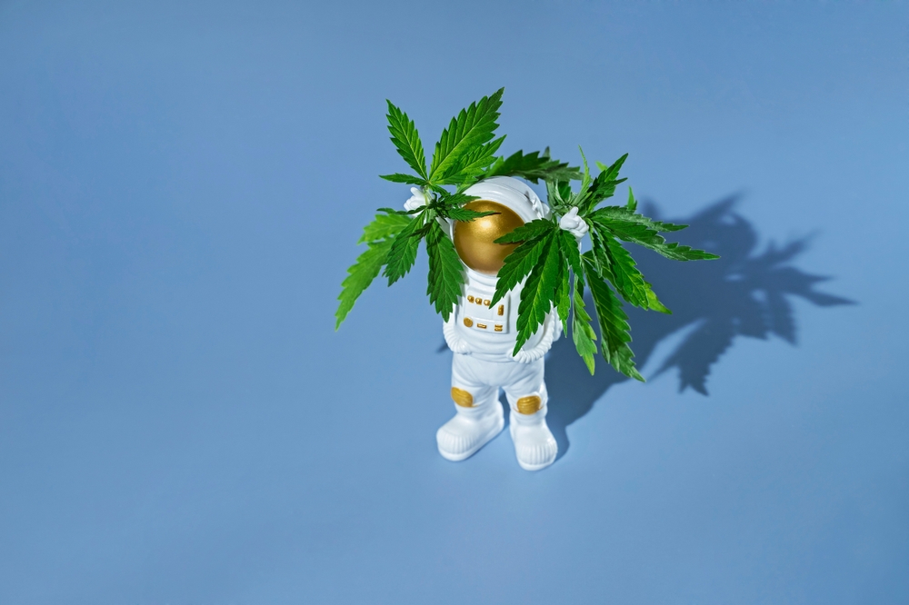 Les scientifiques cultivent du cannabis avec des “niveaux extrêmement élevés de THC” (et d’autres cannabinoïdes/terpènes)