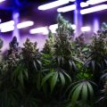 NL studie: langere dagen vergroot cannabis oogsten tot 20%!