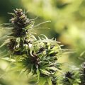 Doe mee en test deze zomer vijf CNNBS buitenwietsoorten!