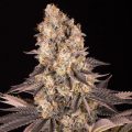 Gelato #45: een héérlijk nummertje!
