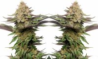 Strawberry Glue