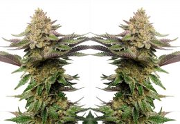 Strawberry Glue