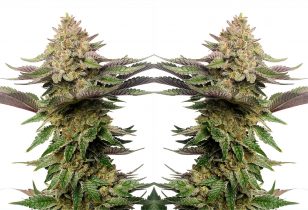 Strawberry Glue