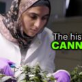 Cannabis basiskennis: waar komt de wietplant eigenlijk vandaan?