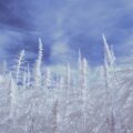 Warmtebehoud in de kweekruimte: 6 snelle tips en trucs