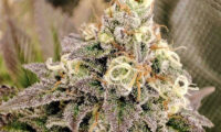 Tropical Tangie