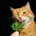 Studie • Geen bewijs voor negatief effect van 'cannabis-kater'