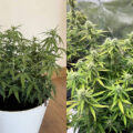 Sativa buitenkweekgeluk met Amnesia Auto