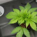 Bedrocan, Sneeze, Auto Mokum's Tulip & afbloeien in RDWC