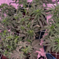 Lieve Muna, waar hebben mijn wietplanten last van?